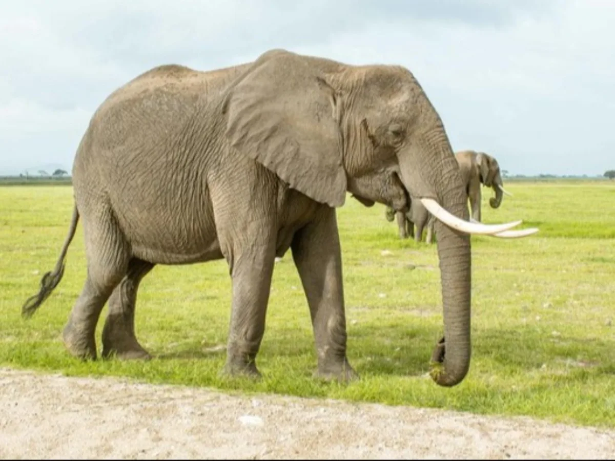 Jangan Tertipu Ukuran Tubuhnya, Gajah Ternyata Punya Kecerdasan Luar Biasa