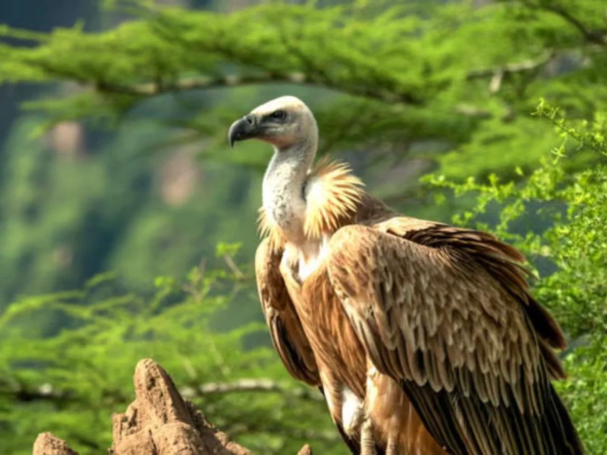 Flu Burung H5N1 Serang Ribuan Burung Nasar, Keseimbangan Ekosistem Terancam