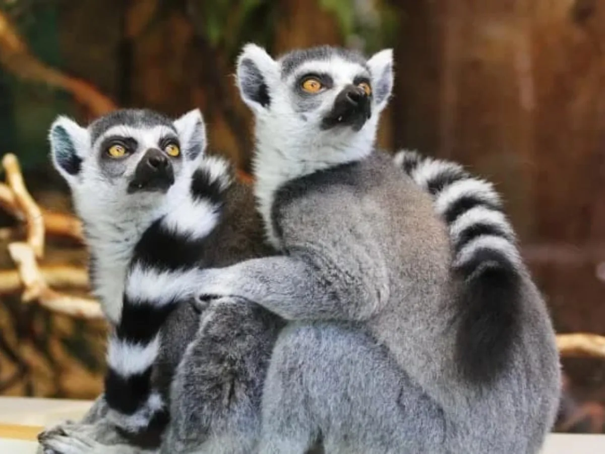 Mengenal Sejarah Hari Lemur Sedunia yang Diperingati 30 Oktober