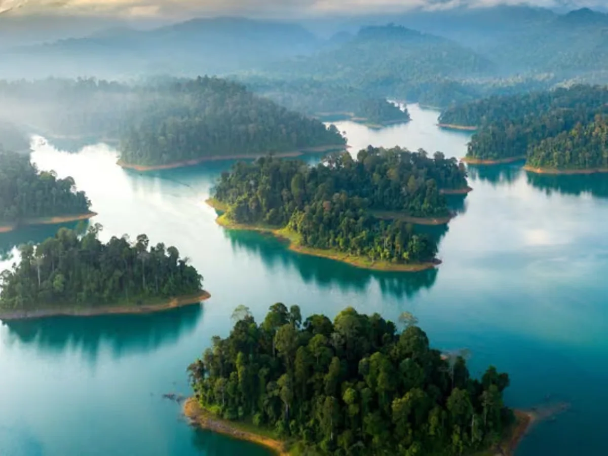 Fosil Ambar Ungkap Asal Usul Keanekaragaman Hutan Asia Tenggara